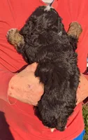 Mini Millie, a female Miniature Bernedoodle for sale in Menomonee Falls, WI – 3 of 3