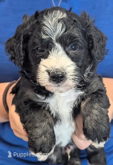 Petite mini Graham  – Miniature Bernedoodle puppy for sale in Menomonee Falls, WI