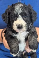 Petite mini Graham , a male Miniature Bernedoodle for sale in Menomonee Falls, WI – 1 of 3