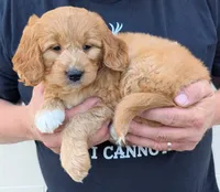 Mini Mercy, a female Miniature Goldendoodle for sale in Menomonee Falls, WI – 2 of 3