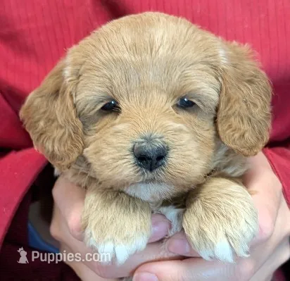 Petite mini Vayda – Miniature Goldendoodle puppy for sale in Menomonee Falls, WI