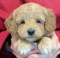 Petite mini Vayda, a female Miniature Goldendoodle for sale in Menomonee Falls, WI – 1 of 3