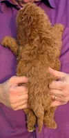 Mini Meadow, a female Miniature Goldendoodle for sale in Menomonee Falls, WI – 3 of 3