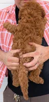 Mini Cassidy, a female Miniature Goldendoodle for sale in Menomonee Falls, WI – 3 of 3