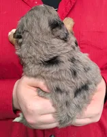 Mini Bexley, a female Miniature Bernedoodle for sale in Menomonee Falls, WI – 3 of 3