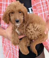 Mini Cecilia, a female Miniature Goldendoodle for sale in Menomonee Falls, WI – 2 of 3