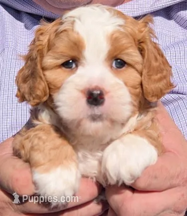 Mini Nora – Miniature Bernedoodle puppy for sale in Menomonee Falls, WI