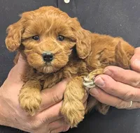 Petite Tucker, a male Miniature Goldendoodle for sale in Menomonee Falls, WI – Photo 2 of 3
