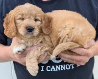 Mini Miggy, a male Miniature Goldendoodle for sale in Menomonee Falls, WI – 2 of 3
