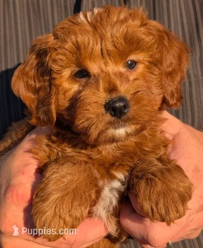 Mini Maxum – Miniature Goldendoodle puppy for sale in Menomonee Falls, WI