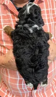 Mini Kenna, a female Miniature Bernedoodle for sale in Menomonee Falls, WI – 3 of 3