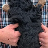 Petite Mini Nadine, a female Miniature Bernedoodle for sale in Menomonee Falls, WI – Photo 3 of 3
