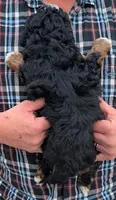 Mini petite Nadine, a female Miniature Bernedoodle for sale in Menomonee Falls, WI – Photo 3 of 3