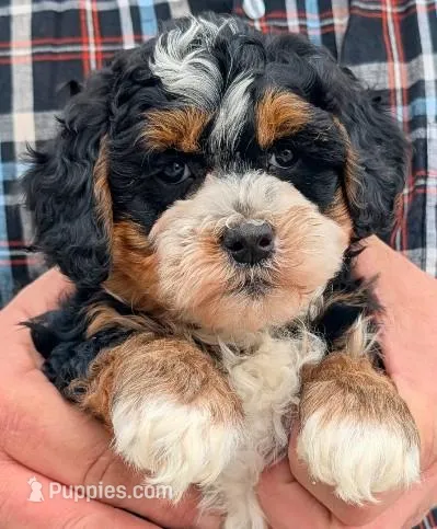 Mini petite Nadine, a female Miniature Bernedoodle for sale in Menomonee Falls, WI – Photo 1 of 3