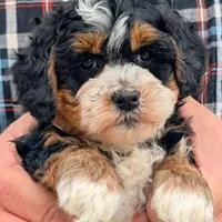 Petite Mini Nadine, a female Miniature Bernedoodle for sale in Menomonee Falls, WI – Photo 1 of 3