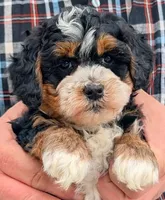 Mini petite Nadine, a female Miniature Bernedoodle for sale in Menomonee Falls, WI – Photo 1 of 3