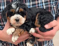 Mini petite Nadine, a female Miniature Bernedoodle for sale in Menomonee Falls, WI – Photo 2 of 3