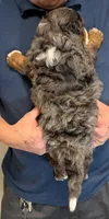 Mini Kyro, a male Miniature Bernedoodle for sale in Menomonee Falls, WI – 3 of 3