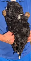 Mini Marty, a male Miniature Bernedoodle for sale in Menomonee Falls, WI – 3 of 3