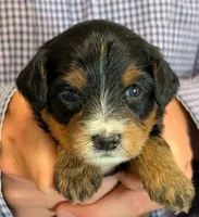 Mini Zayne, a male Miniature Bernedoodle for sale in Menomonee Falls, WI – 2 of 3
