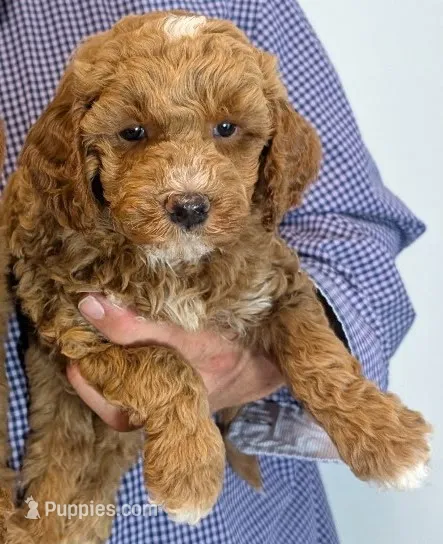 Mini Yarrow – Miniature Goldendoodle puppy for sale in Menomonee Falls, WI
