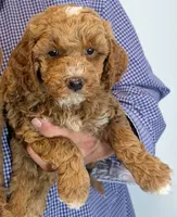 Mini Yarrow, a male Miniature Goldendoodle for sale in Menomonee Falls, WI – 1 of 1