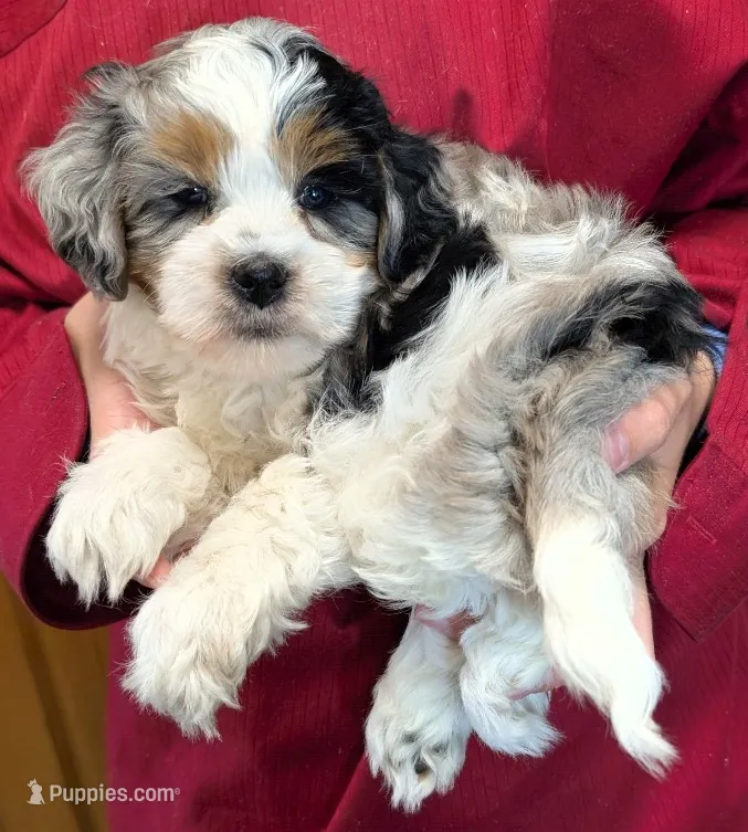 Mini Kaitlyn – Miniature Bernedoodle puppy for sale in Menomonee Falls, WI