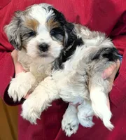 Mini Kaitlyn, a female Miniature Bernedoodle for sale in Menomonee Falls, WI – 1 of 3