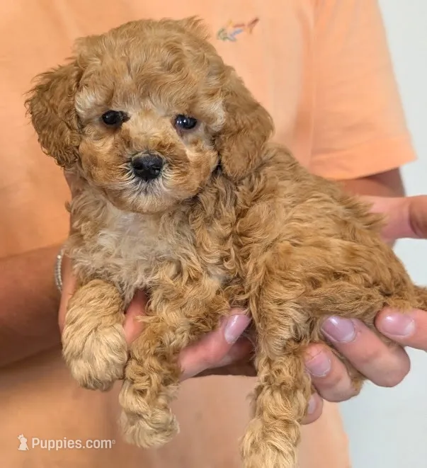 Teacup Tealy – Miniature Goldendoodle puppy for sale in Menomonee Falls, WI