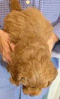 Petite mini Sullivan, a male Miniature Goldendoodle for sale in Menomonee Falls, WI – 2 of 2