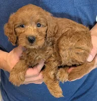 Mini Brewster, a male Miniature Goldendoodle for sale in Menomonee Falls, WI – 2 of 3