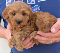Tiny petite Davis, a male Miniature Goldendoodle for sale in Menomonee Falls, WI – 2 of 3