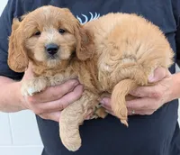 Mini Melroy, a male Miniature Goldendoodle for sale in Menomonee Falls, WI – 2 of 3