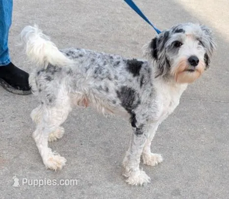 Mini Lazer – Miniature Bernedoodle puppy for sale in Menomonee Falls, WI