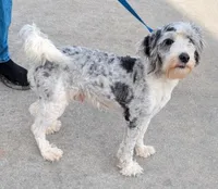 Mini Lazer, a male Miniature Bernedoodle for sale in Menomonee Falls, WI – Photo 1 of 2