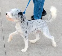 Mini Lazer, a male Miniature Bernedoodle for sale in Menomonee Falls, WI – Photo 2 of 2