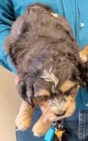 Mini Petite Weston, a male Miniature Bernedoodle for sale in Menomonee Falls, WI – Photo 2 of 2