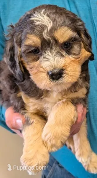 Mini Petite Weston – Miniature Bernedoodle puppy for sale in Menomonee Falls, WI