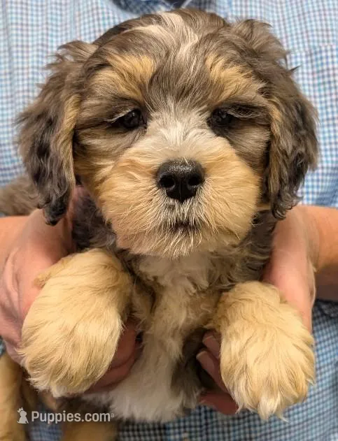 Mini Petite Weston – Miniature Bernedoodle puppy for sale in Menomonee Falls, WI