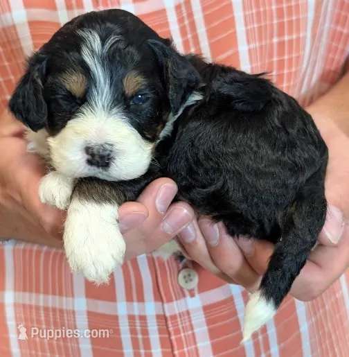 Mini Zaria – Miniature Bernedoodle puppy for sale in Menomonee Falls, WI