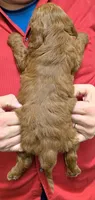 Petite mini Rosemary, a female Miniature Goldendoodle for sale in Menomonee Falls, WI – Photo 3 of 3