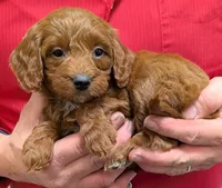 Petite mini Rosemary, a female Miniature Goldendoodle for sale in Menomonee Falls, WI – Photo 2 of 3