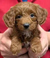 Petite mini Rosemary, a female Miniature Goldendoodle for sale in Menomonee Falls, WI – Photo 1 of 3