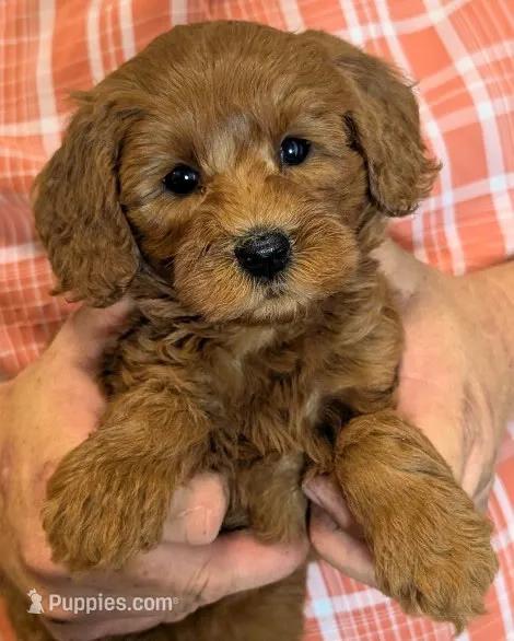 Mini Ballina – Miniature Goldendoodle puppy for sale in Menomonee Falls, WI