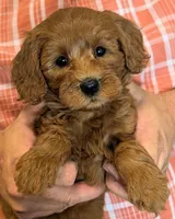 Mini Ballina, a female Miniature Goldendoodle for sale in Menomonee Falls, WI – 1 of 3