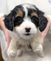 Petite Mini Shirley, a female Miniature Bernedoodle for sale in Menomonee Falls, WI – Photo 1 of 3