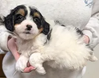 Petite Mini Shirley, a female Miniature Bernedoodle for sale in Menomonee Falls, WI – Photo 2 of 3