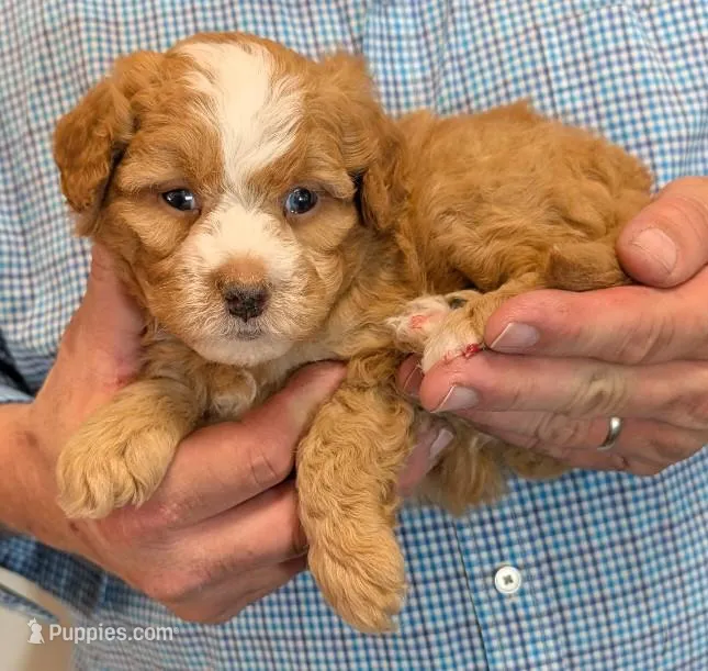 Mini Lennox – Miniature Bernedoodle puppy for sale in Menomonee Falls, WI