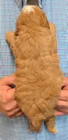 Mini Lennox, a male Miniature Bernedoodle for sale in Menomonee Falls, WI – 3 of 3