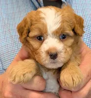 Mini Lennox, a male Miniature Bernedoodle for sale in Menomonee Falls, WI – 2 of 3